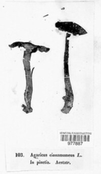 Cortinarius croceus image